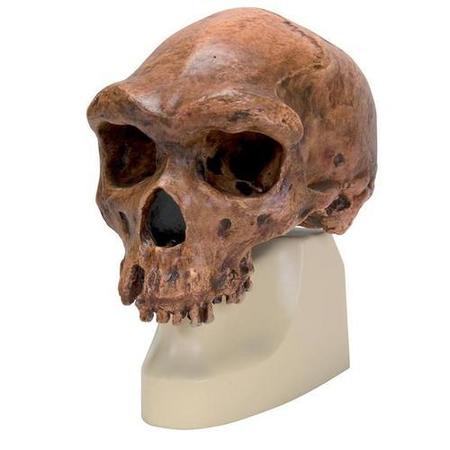 3B SCIENTIFIC Replica H. rhodesiensis Skull 1001297